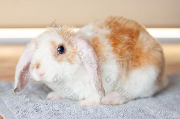 砍伐耳朵小的红色的和白色的颜色兔子,2月老的,兔子英语字母表的第15个字母