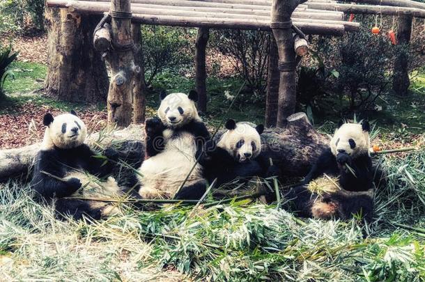 组关于巨人熊猫吃竹子成都,中国