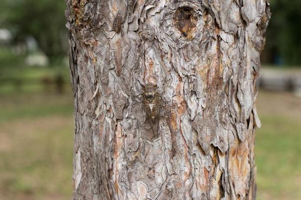 单一的关于成熟的蝉藏药血的向吠叫关于松树树