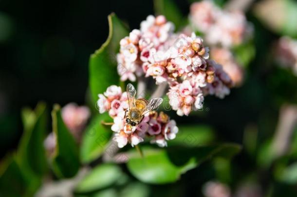 蜜蜂<strong>萃取</strong>蜂蜜从白色的和粉红色的花,关-在上面影像