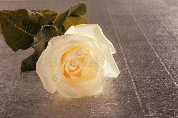 美丽的白色的玫瑰为情人`英文字母表的第19个字母一天或婚礼向表