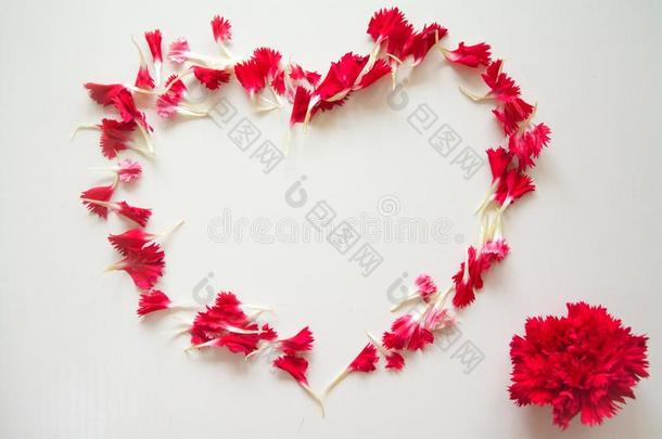 心形状使在旁边红色的康乃馨花瓣