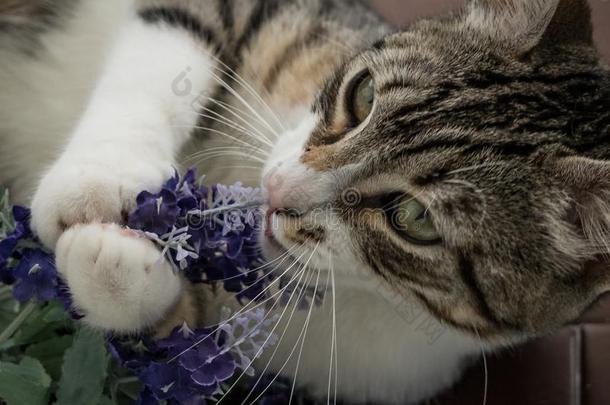 顽皮的猫演奏