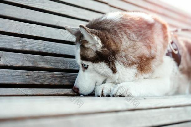 肖像关于悲哀的漂亮的西伯利亚的嗓子哑的狗向一w一lk.狗失去的他的