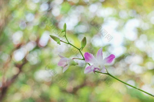 开花美丽的关于富有色彩的紫色的密花<strong>石斛</strong>兰花flores花