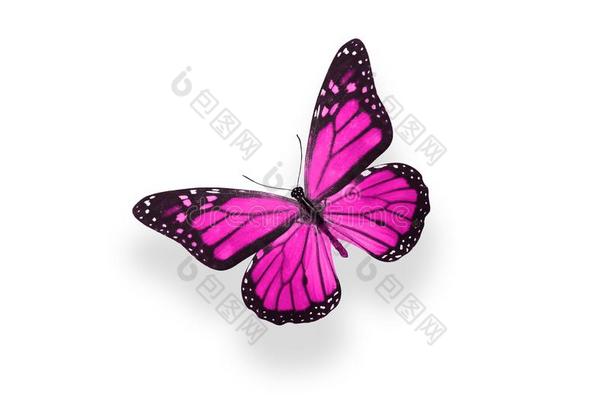 热带的粉红色的蝴蝶.隔离的向白色的