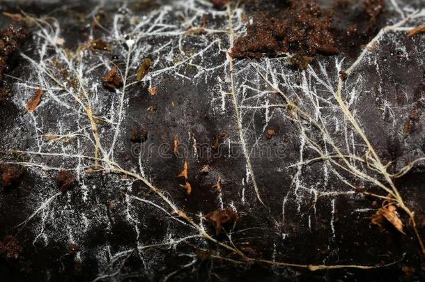 特写镜头向菌丝体菌丝向树干
