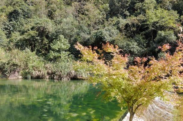 枫树在旁边黑暗的绿色的湖关于三青山山,风干土坯三原色红绿兰彩色值