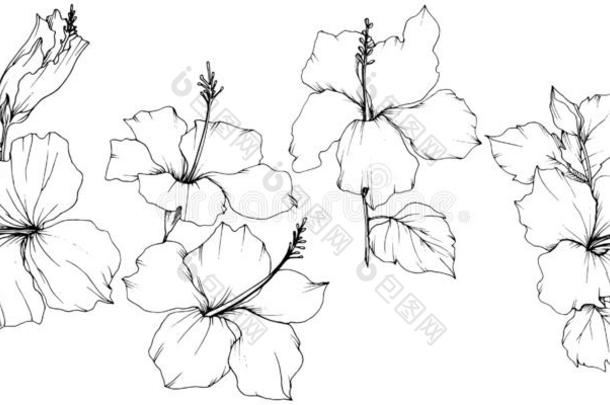 矢量木槿花的植物学的花.黑的和白色的铭记
