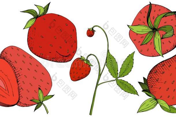 矢量草莓健康的食物.红色的和绿色的在上雕刻墨水艺术.