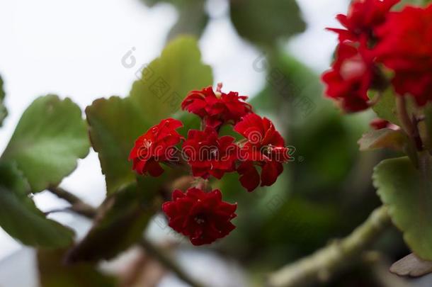 红色的许多-叶子高凉菜,家开花植物,花盆,宏指令