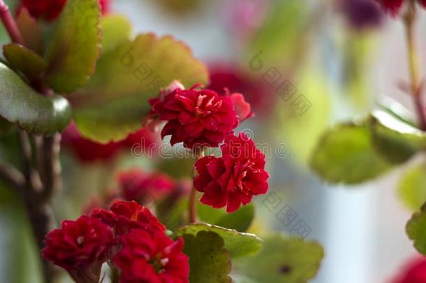 红色的许多-叶子高凉菜,家开花植物,花盆,宏指令