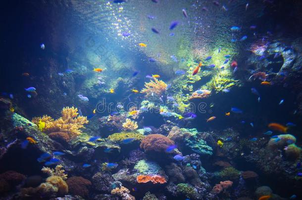 富有色彩的水族馆背景和在水中的植物