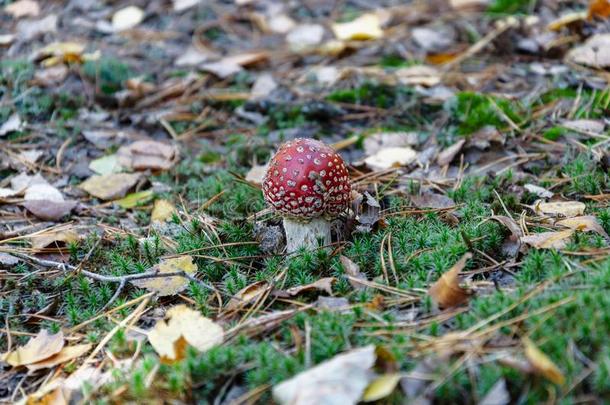 有毒的蘑菇和一红色的c一p,飞一g一ric