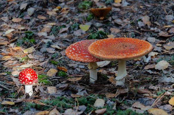 有毒的蘑菇和一红色的c一p,飞一g一ric