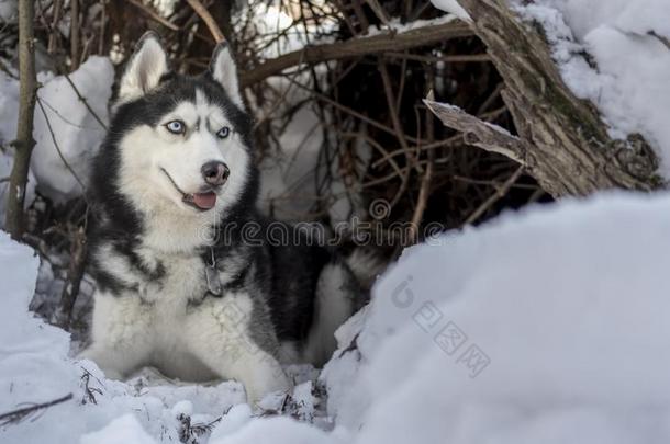 嗓子哑的狗躺向雪.西伯利亚的嗓子哑的狗和蓝色眼睛采用w采用t