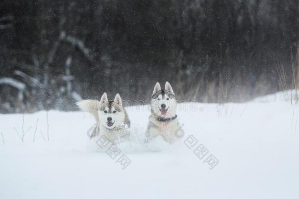 西伯利亚的嗓子哑的公狗向冬背景.两个令人惊异的嗓子哑的公狗