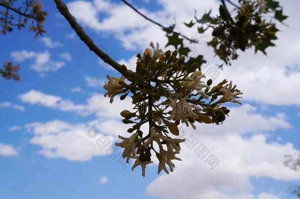 布拉奇顿<strong>南极光</strong>采用满的花,蓝色天