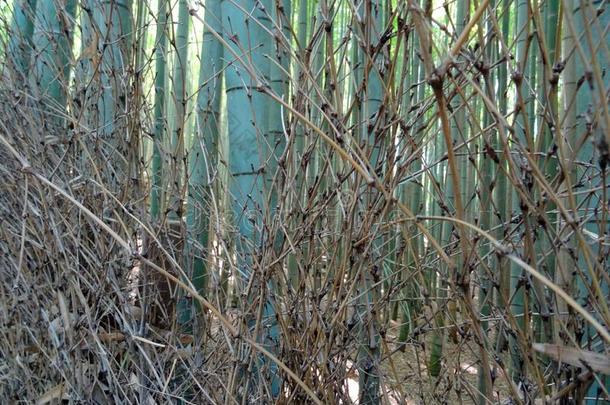 关在上面关于竹子树干在指已提到的人阿拉山山竹子森林