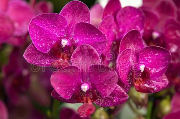 美丽的密花石斛粉红色的兰花.花模式和横幅