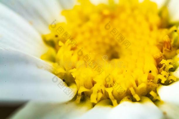 宏指令白色的沙斯塔雏菊黄色的中心