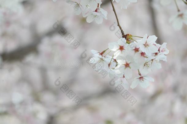 特写镜头关于樱<strong>桃花节</strong>日