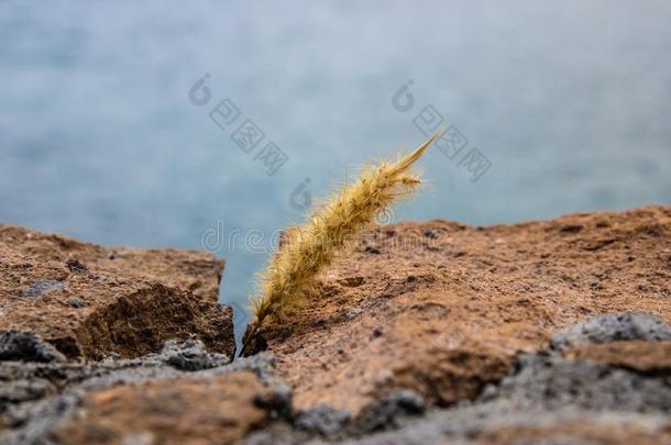 猫尾草狼尾草塞瑟姆在之间指已提到的人岩石,特内里费岛,