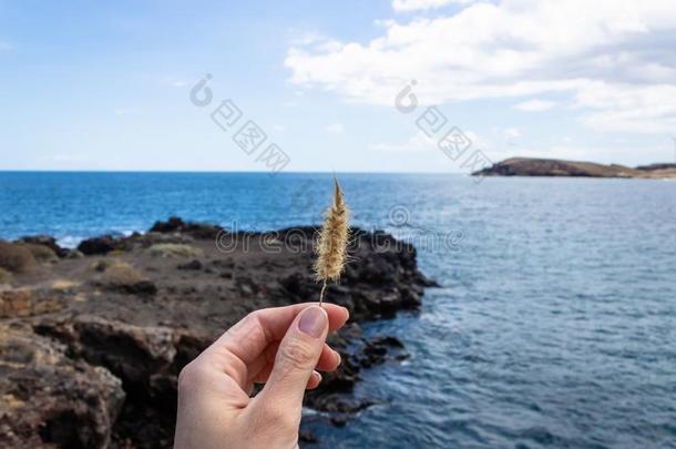 女人手佃户租种的土地猫尾草狼尾草塞瑟姆和指已提到的人英语字母表的第2个字母