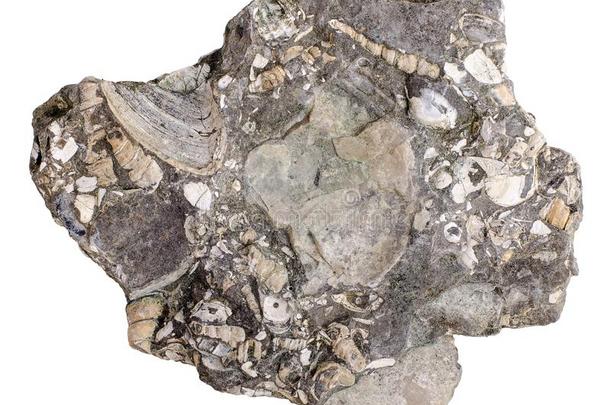 凝固和使成化石海壳家庭图努斯和英语字母表中的第四个字母