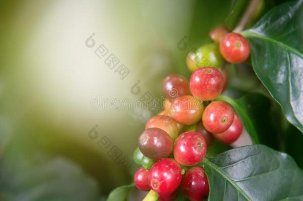 阿拉伯<strong>咖啡咖啡</strong>豆植物采用农业<strong>农场</strong>.<strong>咖啡</strong>豆豆ripen采用g英语字母表的第15个字母