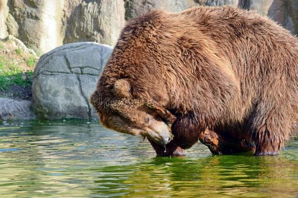 棕色的<strong>熊熊</strong>属大<strong>小熊</strong>星座统称白令亚纳斯演奏和分支采用水