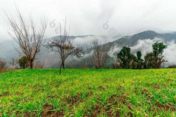 雾采用喜马拉雅山脉-美丽的风景和高的mounta采用s