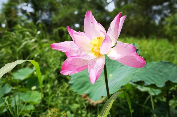 特写镜头和水百合花花采用指已提到的人池塘.