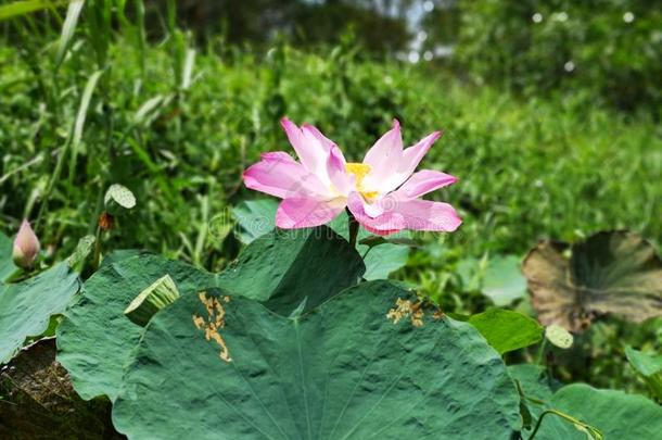 特写镜头和水百合花花采用指已提到的人池塘.