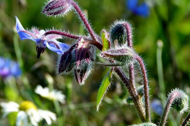 花-台和蓝色花关于紫草科