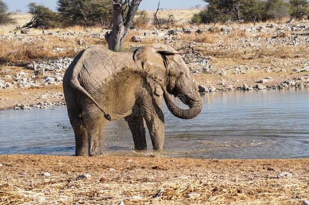 非洲的象,非洲象属非洲文献采用依多沙国家的公园,Namibia纳米比亚