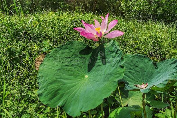 特写镜头和水百合花花采用指已提到的人池塘.