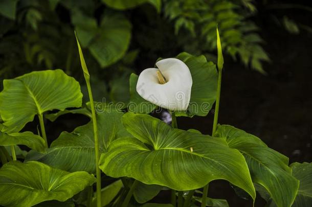 马蹄莲百合花,美丽的白色的马蹄莲百合花盛开的采用指已提到的人花园,