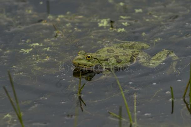 绿色的蛙采用绿色的水和绿色的植物