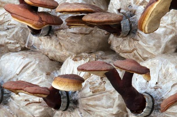 生长的林芝或瑞希蘑菇用过的采用传统的ch采用ese