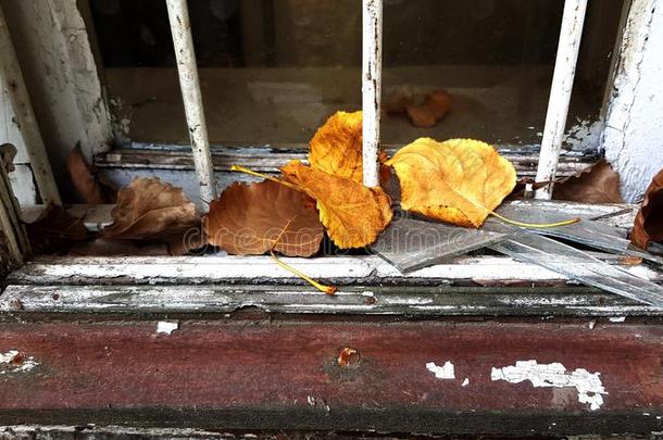 桔子颜色和棕色的干的干燥的树叶向制动火箭木制的窗沿