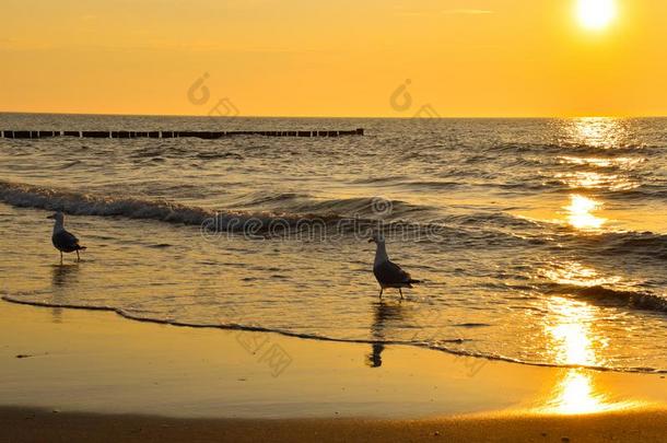 日落在指已提到的人波罗的海的海