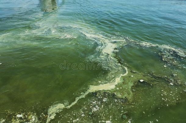 恶劣的波浪和老的恶劣的水藻.恶劣的海草海海浪台词采用