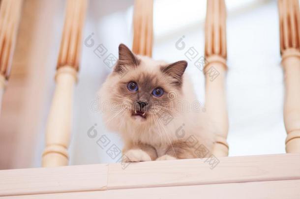 美丽的西伯利亚的猫和蓝色眼睛向指已提到的人光后退