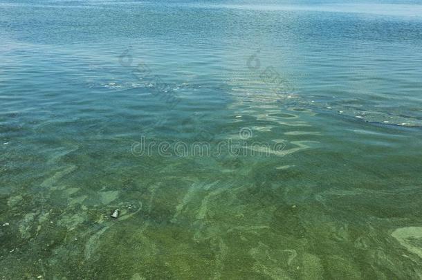 恶劣的波浪和老的恶劣的水藻.恶劣的海草海海浪台词采用