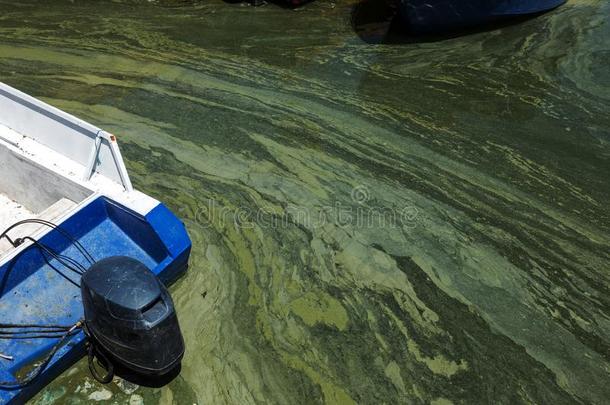 恶劣的波浪和老的恶劣的水藻.恶劣的海草海海浪台词采用