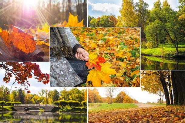 拼贴画和明亮的看关于秋.秋风景拼贴画.