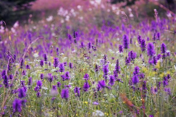 美丽的草地野生的花风景,紫色的花草地,