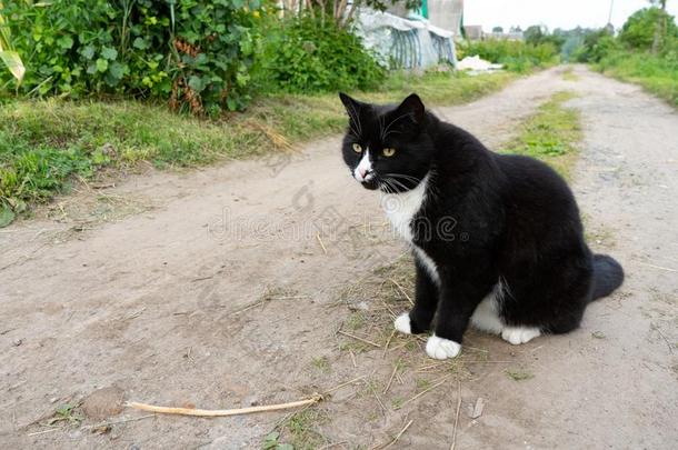 一黑的和白色的猫坐向一tr一il向一夏d一y.关-在上面.