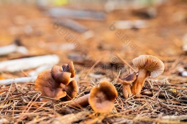 关-在上面蘑菇采用一P采用e森林Pl一nt一tion采用Tok一i森林英语字母表的第3个字母
